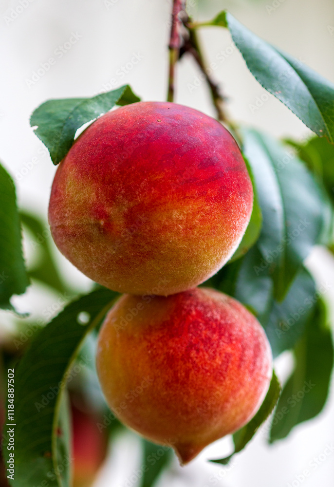 ripe peach fruits on a tree branch, unique colors and paints ripe peach fruits on a tree branch, unique colors and paints