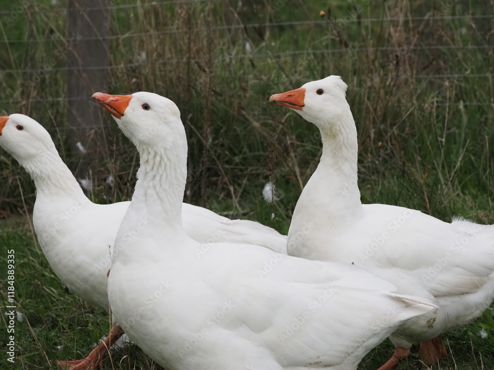 Authentic, unedited documentary photographs capturing a flock of white meat geese (Anser anser f. domestica) grazing on a natural meadow. Authentic, unedited documentary photographs capturing a flock of white meat geese (Anser anser f. domestica) grazing on a natural meadow.