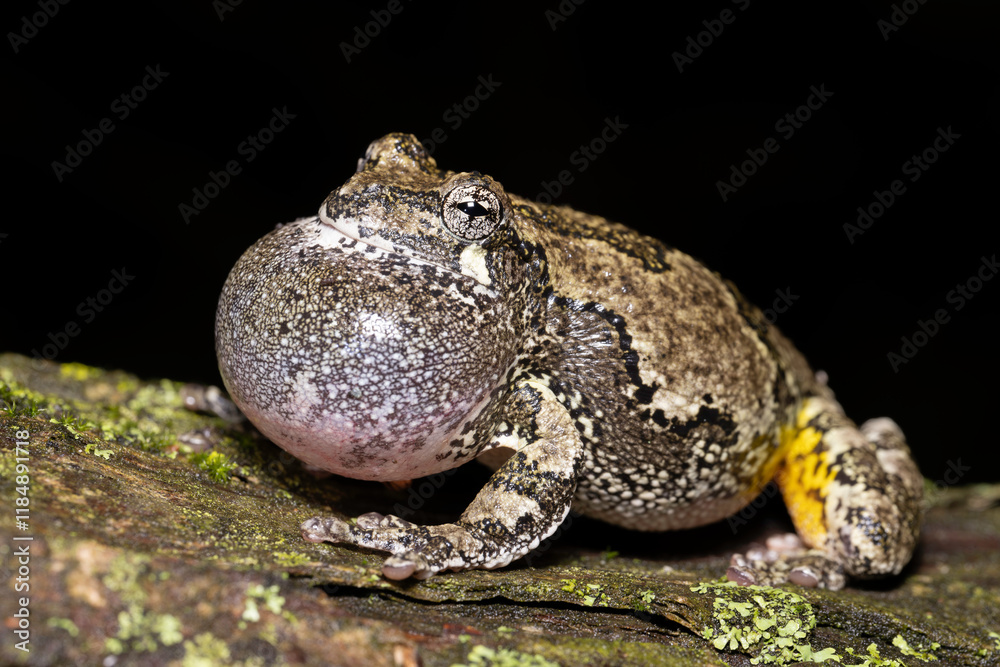 Obraz premium Gray Treefrog Calling