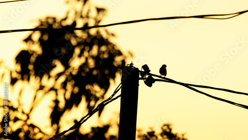 Birds perched on power lines at golden sunset