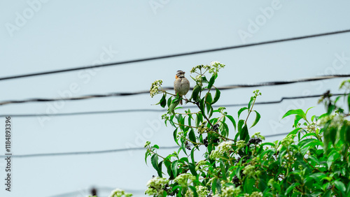 Sparrow singing perched on a flowering branch near electric wires