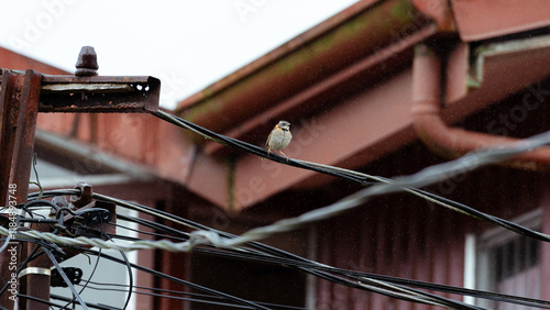 Sparrow perched on urban wires during light rain
