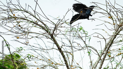 Black grackle spreading wings in flight towards tree branches