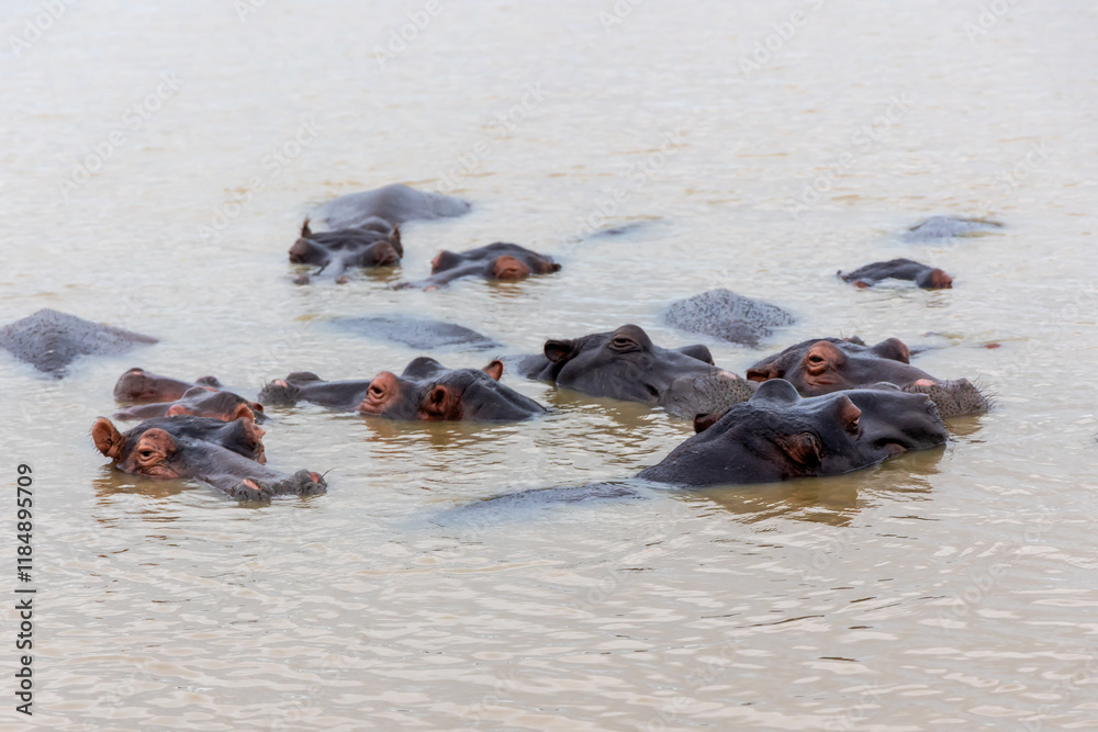 A large group or herd of African hippos or hippopotamuses in calm river water in Kruger National Park, South Africa A large group or herd of African hippos or hippopotamuses in calm river water in Kruger National Park, South Africa