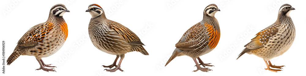 A quails isolated on transparent background, Set of A quails isolated on transparent background, Set of