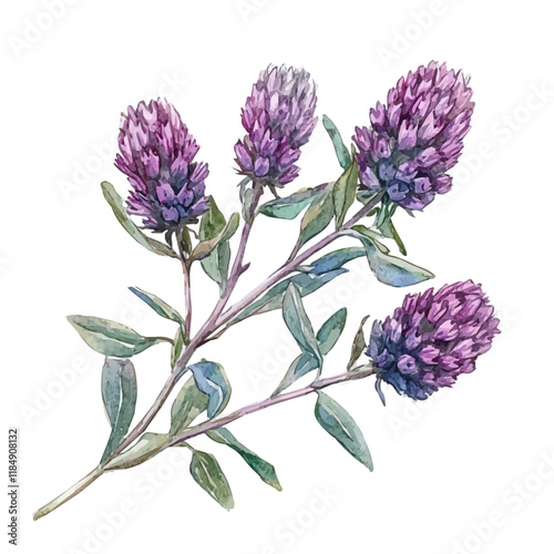 A watercolor illustration of a prairie clover branch, isolated on a white background. Prairie clover vector.
