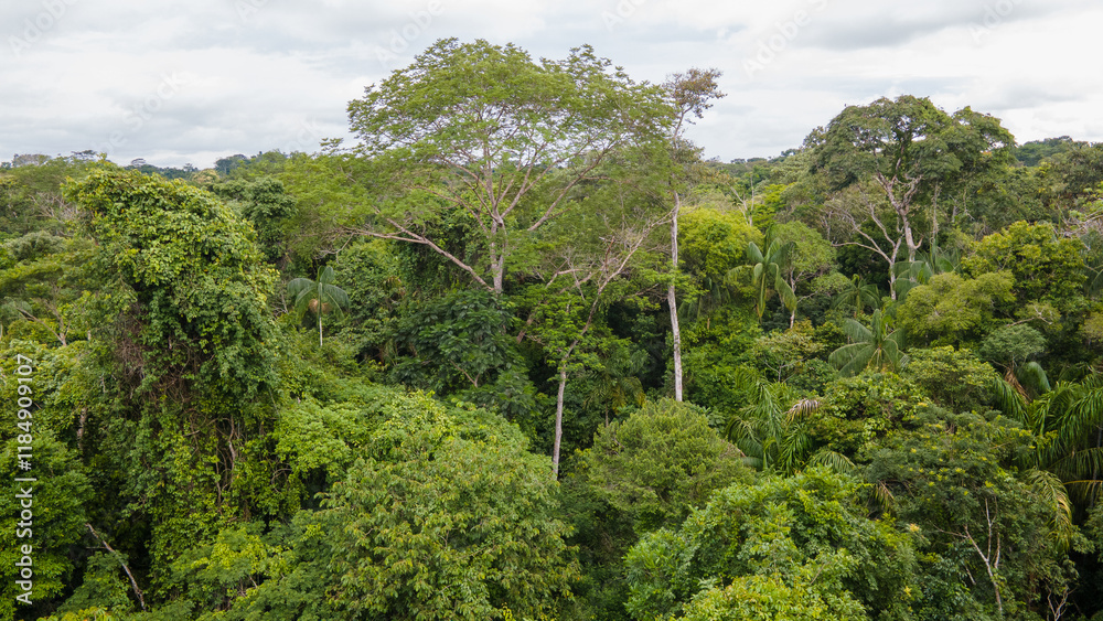 Fototapeta premium Amazon rain forest