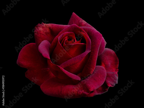 Fototapeta Naklejka Na Ścianę i Meble -  Dark red rose is on black background