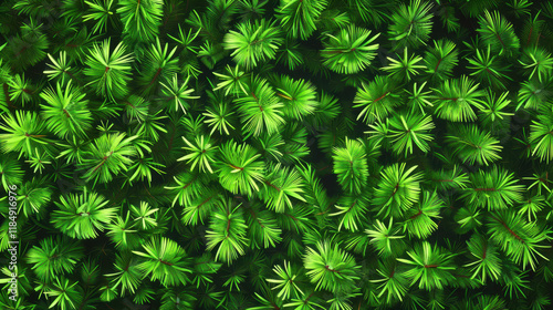dense green pine foliage background texture