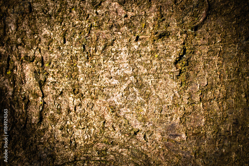 bark of a tree close up photo