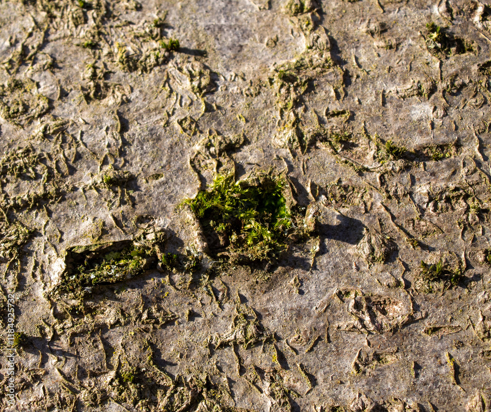 Fototapeta premium bark of a tree close up