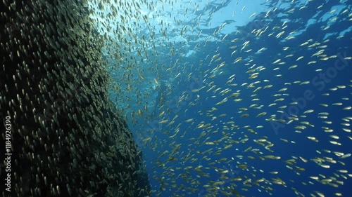 juvenile dusky spinefoot fish school luridus fish hiding and eating on rocks underwater ocean scenery scuba divers to see photo