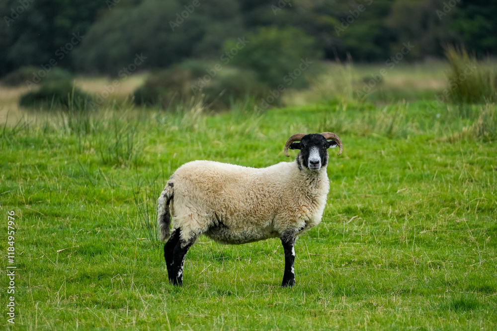 Fototapeta premium A black-faced sheep standing on a green meadow in Scotland, UK, photographed on 2023-09-03. The serene setting highlights the natural beauty of rural life.