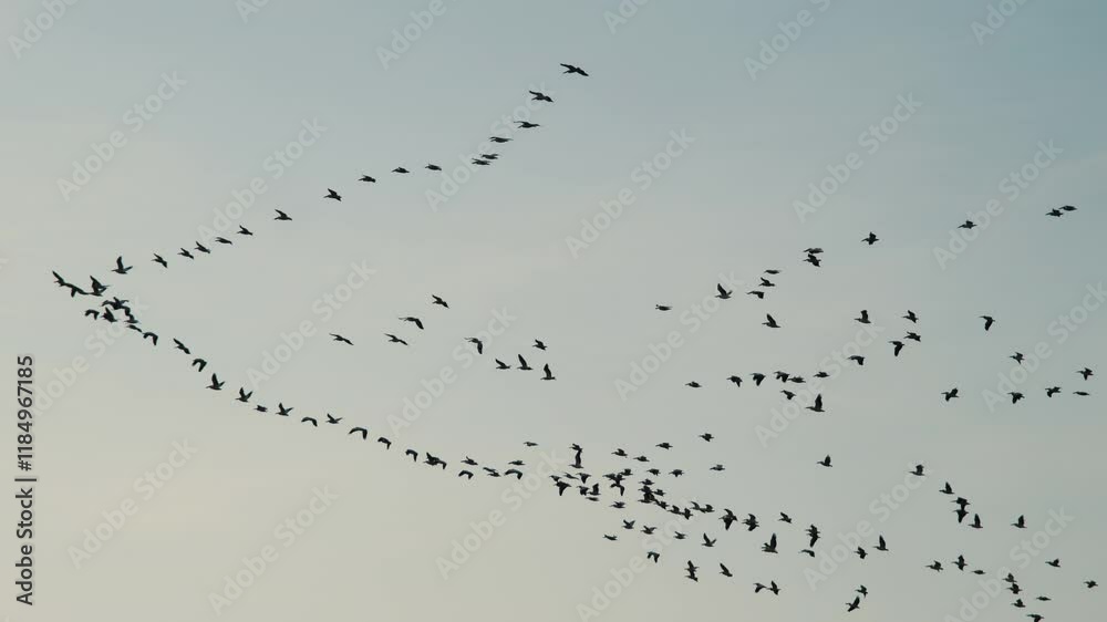 The impressive image of a flock of wild geese flying in a 