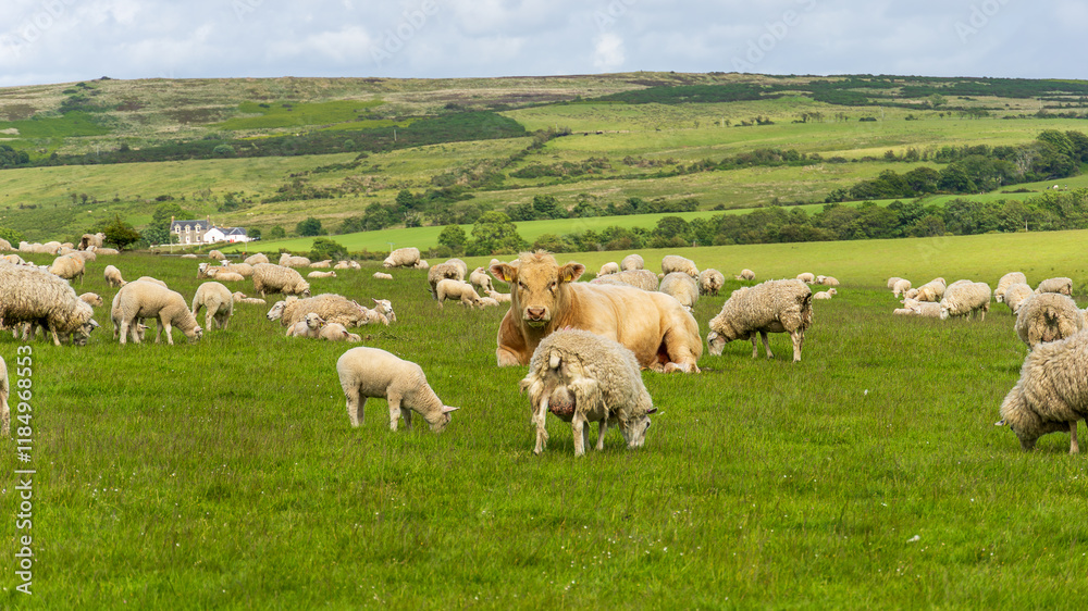 Obraz premium Scottish Highlands, Scotland - June 8, 2024: A serene rural landscape featuring a peaceful herd of sheep grazing on lush green pastures alongside a relaxed tan cow. The picturesque countryside.