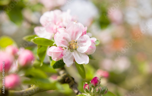 Fototapeta Naklejka Na Ścianę i Meble -  Apple blossom on a tree flowering in spring in a UK garden