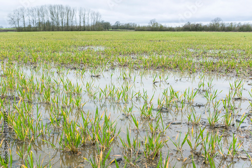 Waterlogged crops in a flooded field, Buckinghamshire, UK