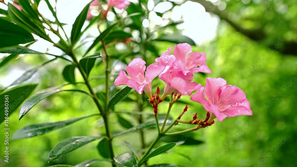 A close-up view of pink flowers adorned with dewdrops, set against vibrant greenery. A serene scene reflecting the delicate and fresh beauty of nature. A close-up view of pink flowers adorned with dewdrops, set against vibrant greenery. A serene scene reflecting the delicate and fresh beauty of nature.