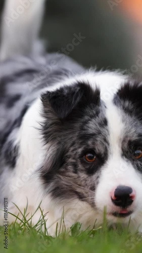 Vertical Video: Portrait of playful border collie dog with a pedigree is running in a green park forest towards the camera and lay down on grass