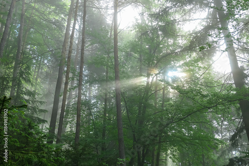 Magical moment in sun-dappled forest in Carinthia, Austria. Sunbeams pierce through dense canopy of trees. Dramatic ethereal light on forest floor. Mystery, tranquility. Interplay of light and shadow photo