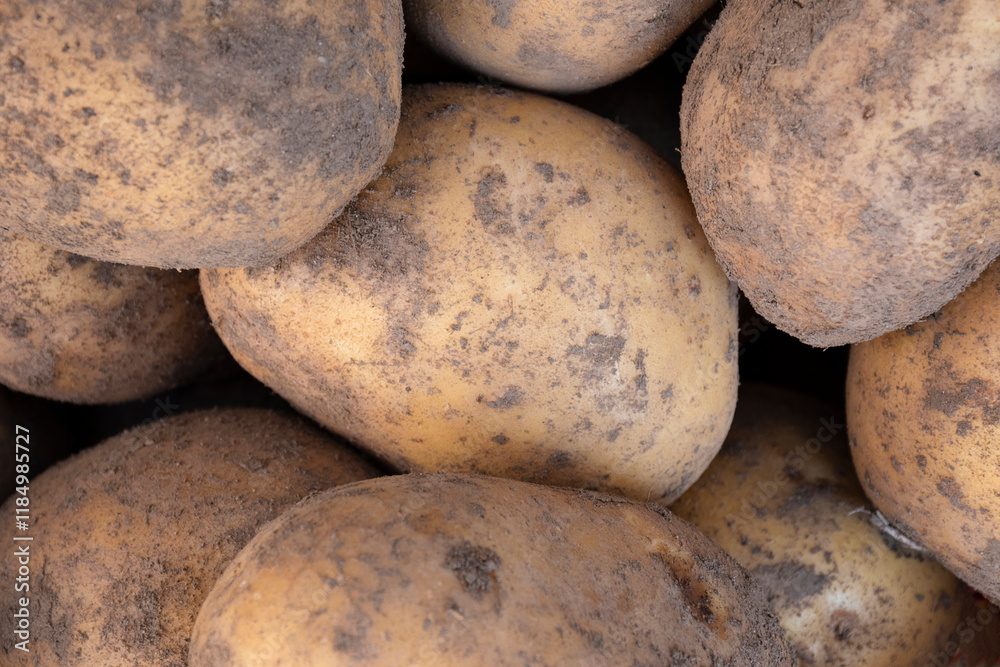 Top view on fresh potatoes in the market. Potato harvest background or texture. Group of raw healthy potatoes. Agriculture concept.