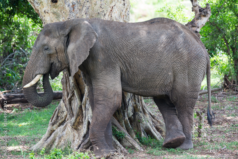 Fototapeta premium An african elephant leaning up against tree