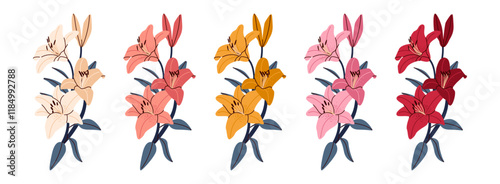Tiger lily flower blooms. Lily flower botanical illustration of various colors for bridal bouquet, Mother’s Day , Valentine’s Day blooming flowers. Wallpaper, flyer, poster, sticker, banner, card, AD