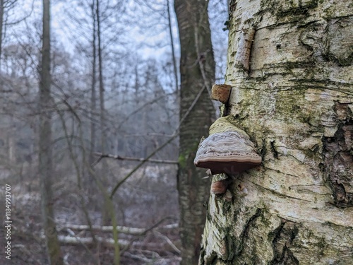 A wood-decay or xylophagous fungus is any species of fungus that digests moist wood, causing it to rot. Some species of wood-decay fungi attack dead wood Polyporus (Choros) wood decay fungus photo