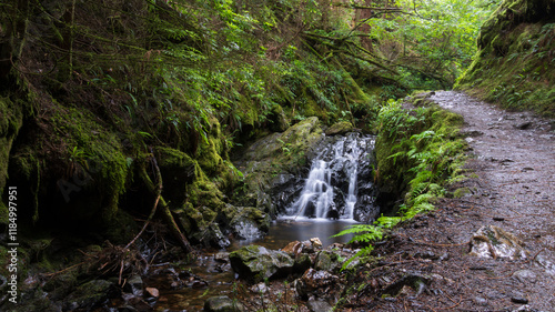 Εκτύπωση καμβά Waterfall Along a Forest Path
