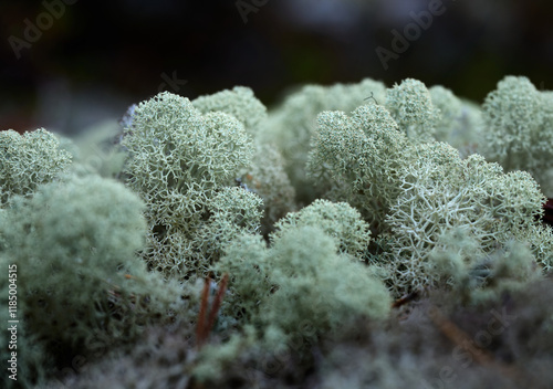 Reindeer moss is a lichen that reindeer feed on, which is why it is also called reindeer moss. photo