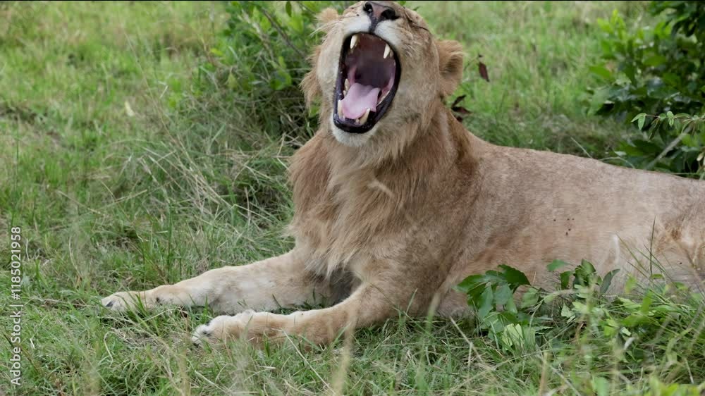 Yawning lioness resting on grassy savanna in Masai Mara Yawning lioness resting on grassy savanna in Masai Mara