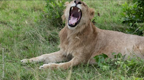 Yawning lioness resting on grassy savanna in Masai Mara