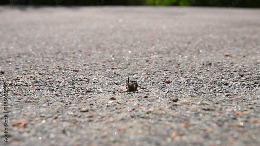 Small ant dragging a large bomblebee over asphalt Small ant dragging a large bomblebee over asphalt