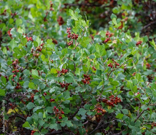Hawthorn Berry Bush growing on Colorado high plains. The scientific name is Crataegus rhipidophylla.