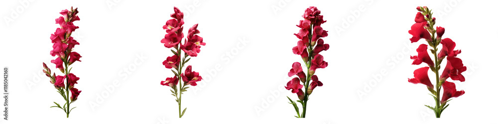 Snapdragon burgundy flower isolated on transparent background, Set of Snapdragon burgundy flower isolated on transparent background, Set of