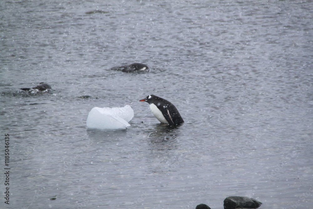 Fototapeta premium Stunning Antarctica: Wildlife, Glaciers, Icebergs, and Polar Landscapes