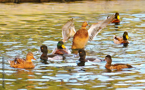 ducks on the lake
