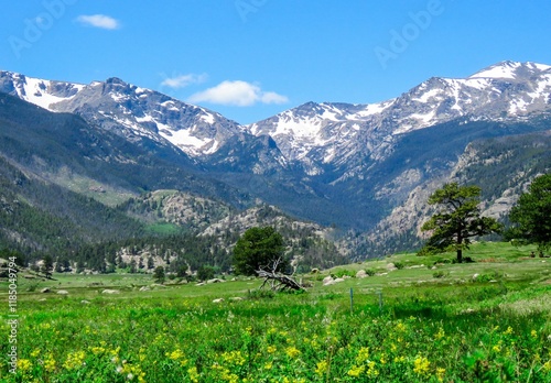 Rocky Mountain meadow in summer