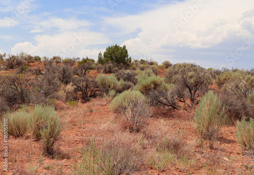 Southwest Colorado native Big Sagebrush. The scientific name is Artemisia tridentata.