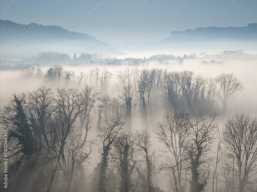 Aerial of misty morning with bare trees above layer of fog in sun Aerial of misty morning with bare trees above layer of fog in sun