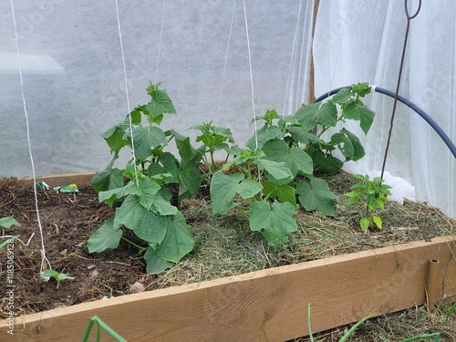 Growing cucumber plants in warm beds under covering material.