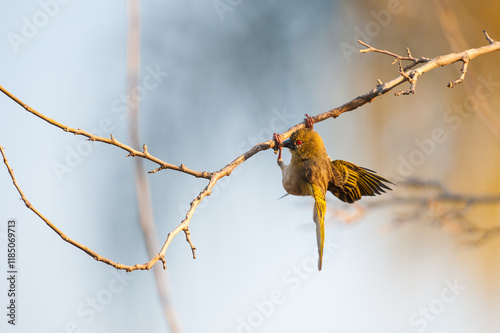 African golden-weaver looking for a spot to build a nest photo