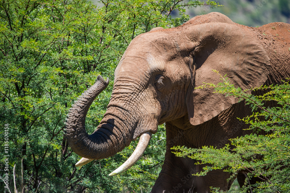 Fototapeta premium An elephant with trunk raised 