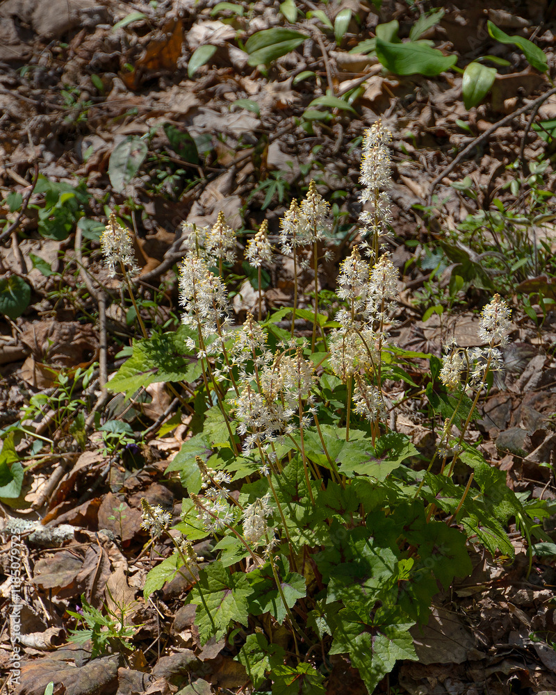 In spring, spikes of white Foamflowers, Tiarella cordifolia, bloom on the forest floor along the Shirley Miller Wildflower Trail, Pigeon Mountain, GA. In spring, spikes of white Foamflowers, Tiarella cordifolia, bloom on the forest floor along the Shirley Miller Wildflower Trail, Pigeon Mountain, GA.