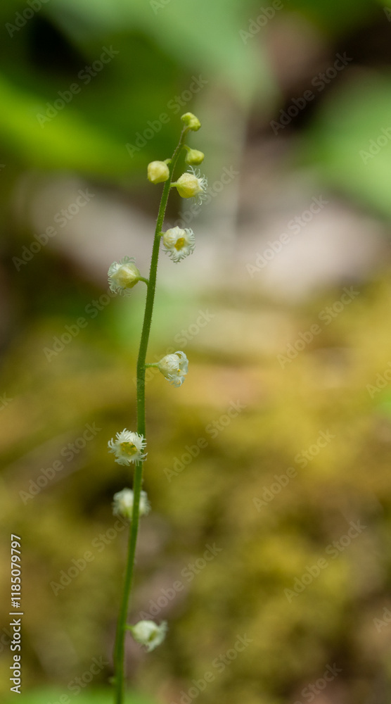 Macro image of the fringed dainty flower of Bishop's Cap, Mitella diphylla. Macro image of the fringed dainty flower of Bishop's Cap, Mitella diphylla.