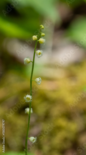 Macro image of the fringed dainty flower of Bishop's Cap, Mitella diphylla. photo