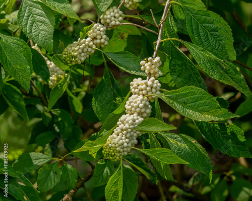 White beautyberry, Callicarpa americana var. alba, fruits and leaves on arching branches. Photographed in fall. Food source for wildlife.