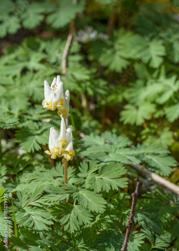 Dutchman's Breeches, Dicentra cucullaria, has multiple pantaloon-shaped flowers surrounded by fern-like leaves. A woodland spring ephemeral.