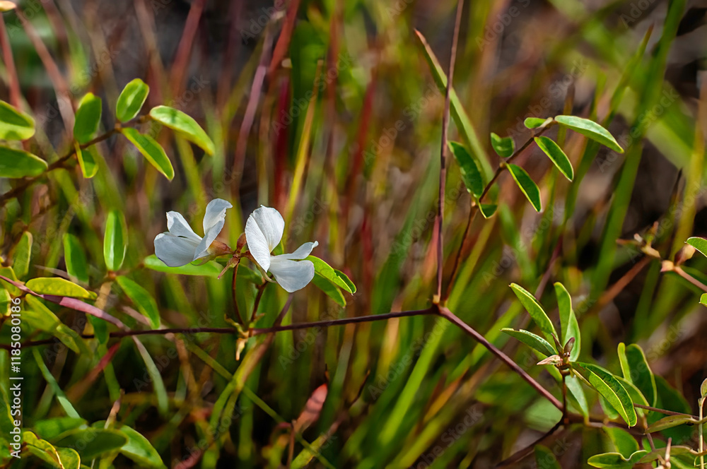 A side view of delicate twin white pea flowers, Galactia Elliotti, growing on a vine in a grassy field. A side view of delicate twin white pea flowers, Galactia Elliotti, growing on a vine in a grassy field.