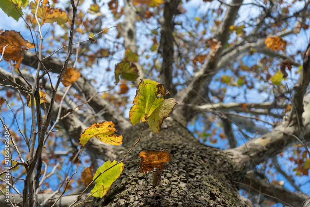 Fototapeta premium beautiful autumn